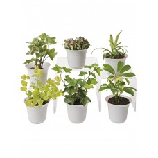 Low Light Terrarium Plant Collection, Set of 6   